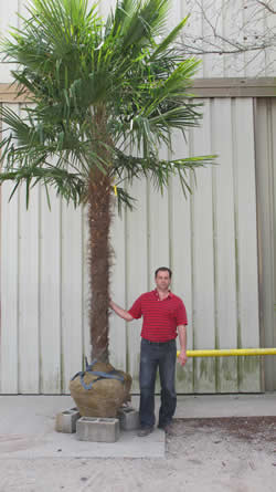 windmill palm tree root system